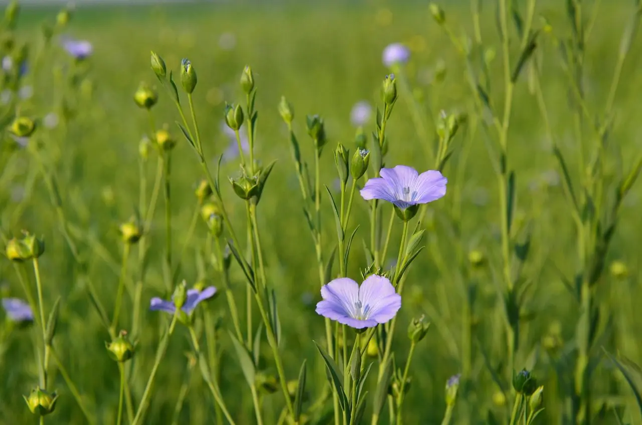 Delicate purple flowers blooming in a lush green field.