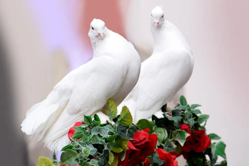 Two white doves perched on red roses.