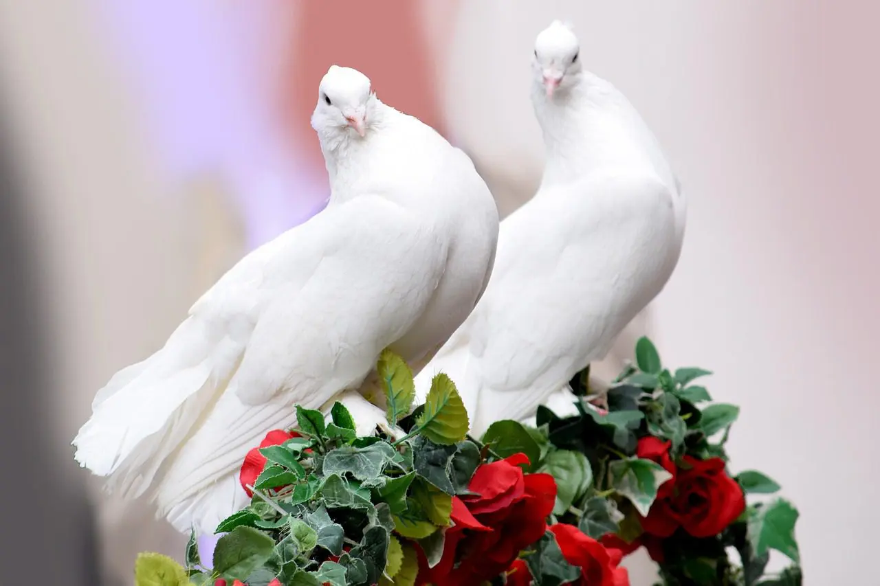 Two white doves perched on red roses.