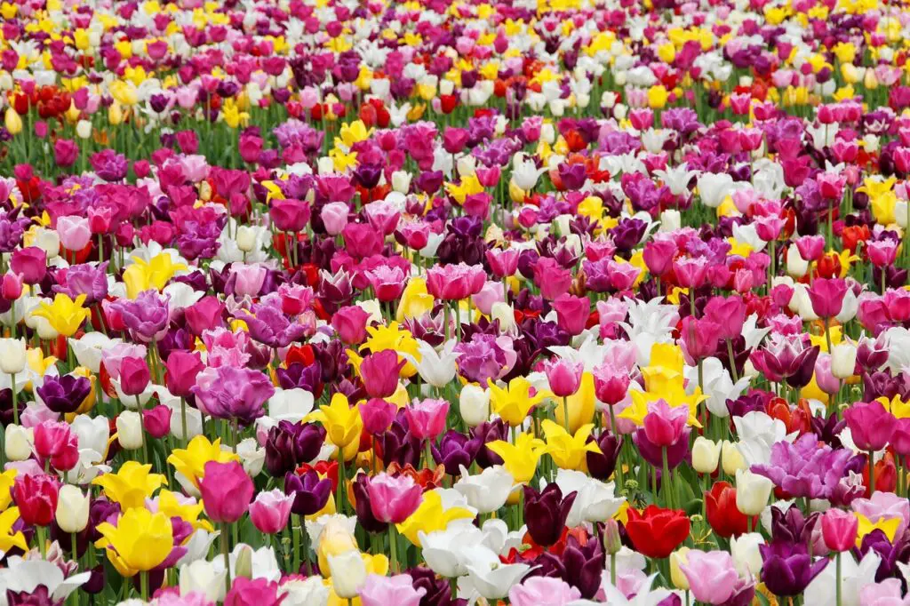 Field of colorful tulips in bloom.
