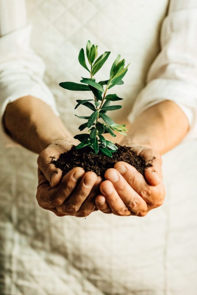 Hands holding soil and a small plant, symbolizing growth and nurturing.