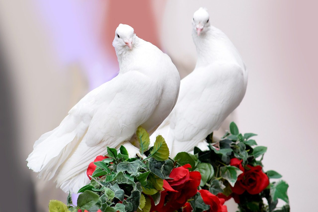 dove-3140179_1280