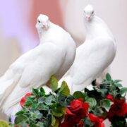 Two white doves perched on red roses.
