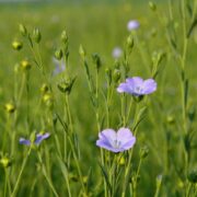 Purple flowers blooming in green field.