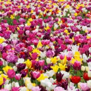 Field of colorful tulips in bloom.